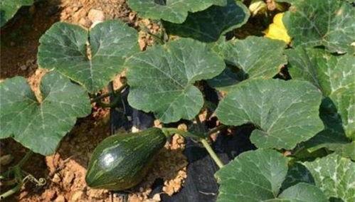 吃洋瓜会发病,警惕洋瓜引发的疾病隐患 第1张 吃洋瓜会发病,警惕洋瓜引发的疾病隐患 第1张