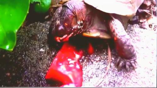 各类吃瓜视频合集,盘点那些让人笑到肚子疼的吃瓜视频合集 第1张 各类吃瓜视频合集,盘点那些让人笑到肚子疼的吃瓜视频合集 第1张