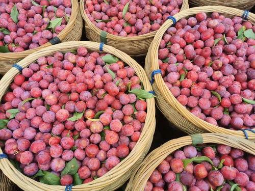 重庆李柒柒吃瓜,揭秘网络红人的日常生活 第3张 重庆李柒柒吃瓜,揭秘网络红人的日常生活 第3张