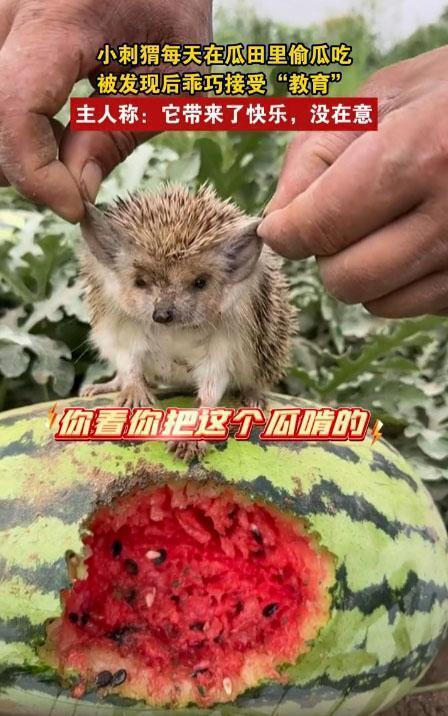 偷瓜吃的刺猬,一场意外的田园趣事 第2张 偷瓜吃的刺猬,一场意外的田园趣事 第2张