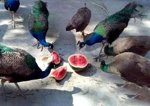 小瓜被鸟吃,一场与鸟儿的悲剧邂逅  第2张