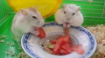 什么动物吃瓜子不吃瓜,揭秘那些只吃瓜子不食瓜的神奇动物 第2张 什么动物吃瓜子不吃瓜,揭秘那些只吃瓜子不食瓜的神奇动物 第2张