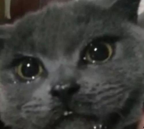 暴躁喵吃瓜,揭秘娱乐圈那些不为人知的幕后故事  第1张