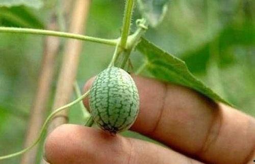 怎么学会吃瓜视频,学会观看吃瓜视频的必备攻略 第1张 怎么学会吃瓜视频,学会观看吃瓜视频的必备攻略 第1张