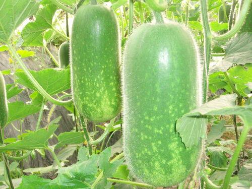 减肥吃黄河蜜瓜,甜蜜滋味与瘦身并行 第1张 减肥吃黄河蜜瓜,甜蜜滋味与瘦身并行 第1张