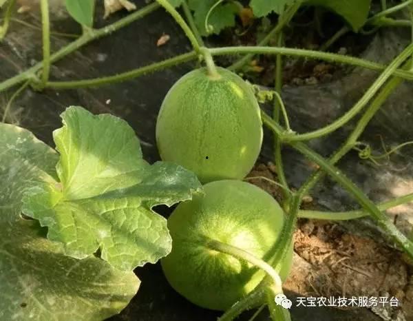 甘肃小时候吃蔓瓜,蔓瓜飘香，回味无穷  第2张