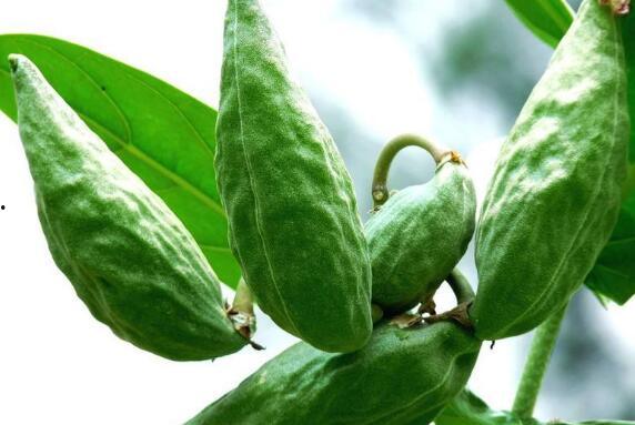 吃角瓜的功效,养生保健,健康生活新选择” 第1张 吃角瓜的功效,养生保健,健康生活新选择” 第1张