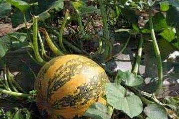 吃瓜数籽,揭秘瓜果中的奇妙世界 第2张 吃瓜数籽,揭秘瓜果中的奇妙世界 第2张