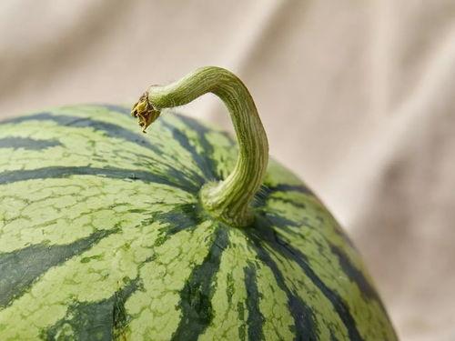 上海吃瓜文化公司,揭秘都市里的“瓜田”盛景 第3张 上海吃瓜文化公司,揭秘都市里的“瓜田”盛景 第3张