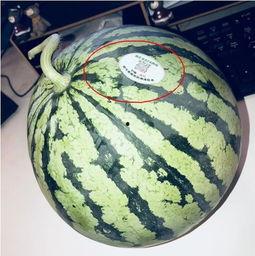 网红公司吃瓜 第1张 网红公司吃瓜 第1张