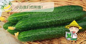 吃瓜配的图片,一场视觉盛宴的味蕾之旅 第3张 吃瓜配的图片,一场视觉盛宴的味蕾之旅 第3张