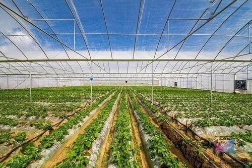 林城大棚吃瓜,林城大棚里的甜蜜瓜香之旅 第1张 林城大棚吃瓜,林城大棚里的甜蜜瓜香之旅 第1张