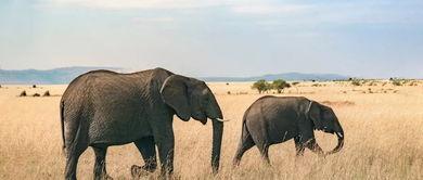 吃瓜盟主说大象,大象背后的故事与传奇  第3张