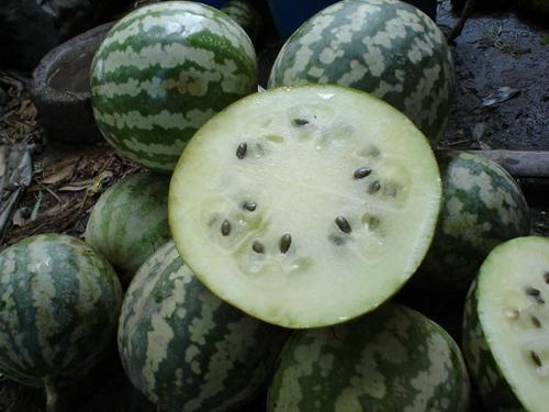 怎么可以吃瓜,轻松掌握吃瓜技巧与乐趣 第1张 怎么可以吃瓜,轻松掌握吃瓜技巧与乐趣 第1张