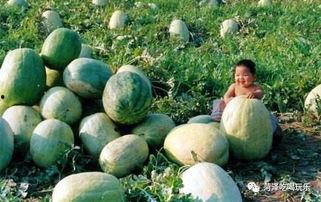 山东联考吃瓜,揭秘背后真相与反思 第3张 山东联考吃瓜,揭秘背后真相与反思 第3张