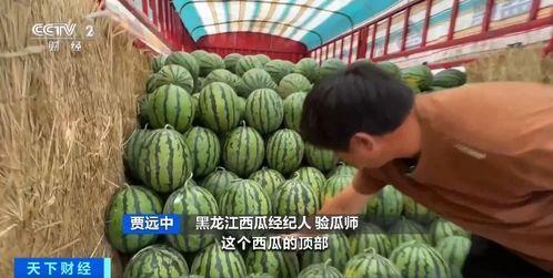 桥圩吃瓜,瓜香四溢,共享欢乐时光 第3张 桥圩吃瓜,瓜香四溢,共享欢乐时光 第3张