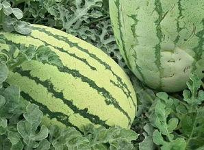 免费吃瓜网 第3张 免费吃瓜网 第3张