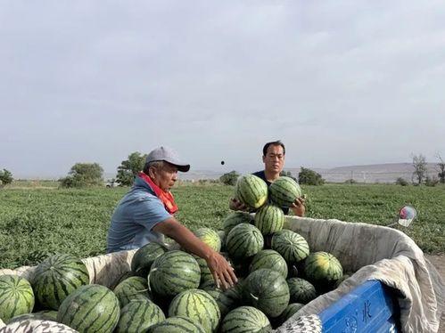 兴县吃瓜,吃瓜也能吃出风味 第2张 兴县吃瓜,吃瓜也能吃出风味 第2张